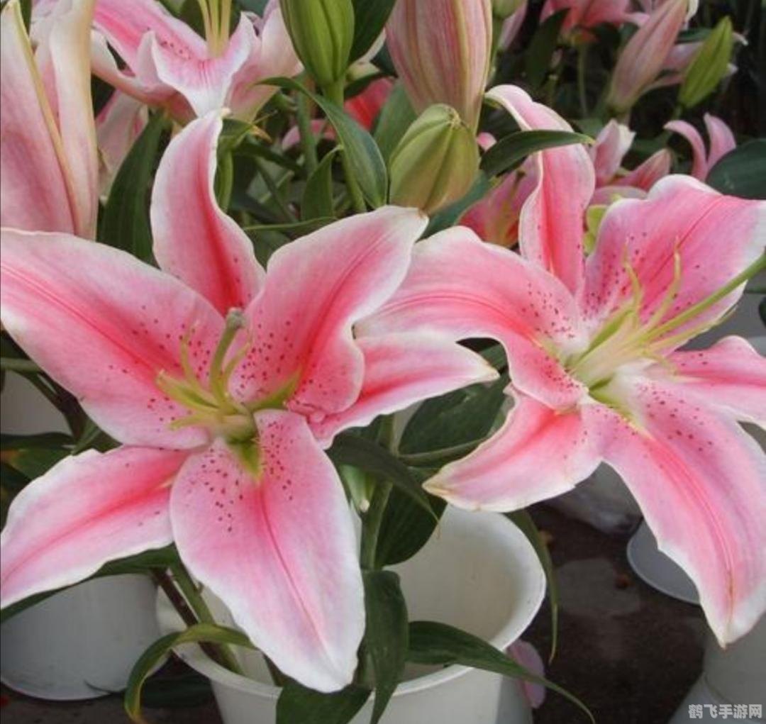 长时间晒太阳穿什么衣服,烈日下的时尚防护，长时间晒太阳的衣物选择