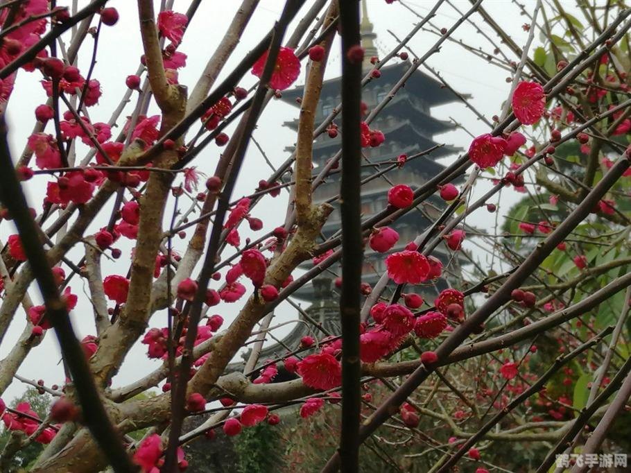 团团导航语音包在哪个导航,团团导航语音包入手攻略——为你的导航之旅增添趣味