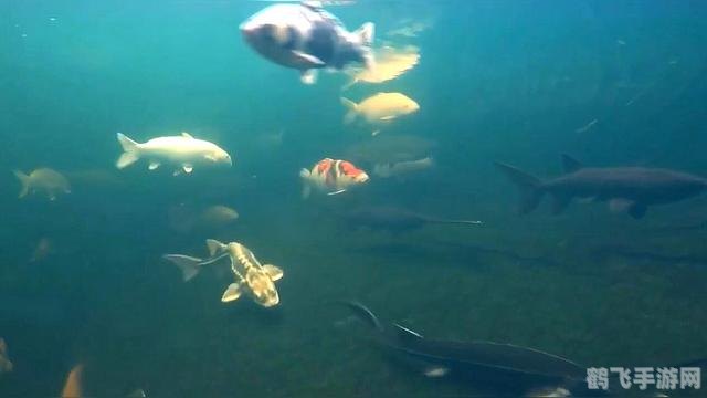 哪种鱼能同时适应海水和淡水,神奇鱼类揭秘,鲑鱼,海水淡水的自由穿梭者