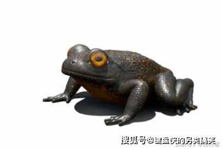 印度古青蛙,印度古青蛙手游攻略，探秘古老文明的跳跃之旅