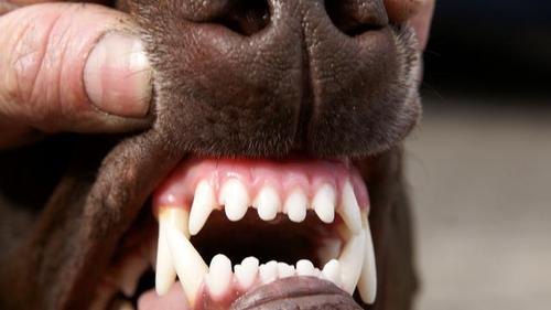 哪种动物一直在换牙,换牙动物