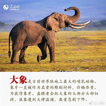 大象的防晒秘籍，探索自然界的智慧