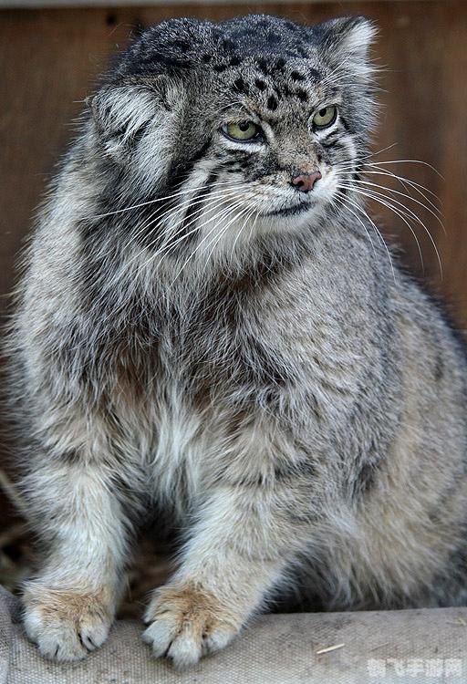 那种动物天生高血压,揭秘,哪种动物竟天生高血压?探秘神秘生物与高血压的奇妙关联!