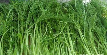 青草气味其实是植物在,青草气味的奥秘