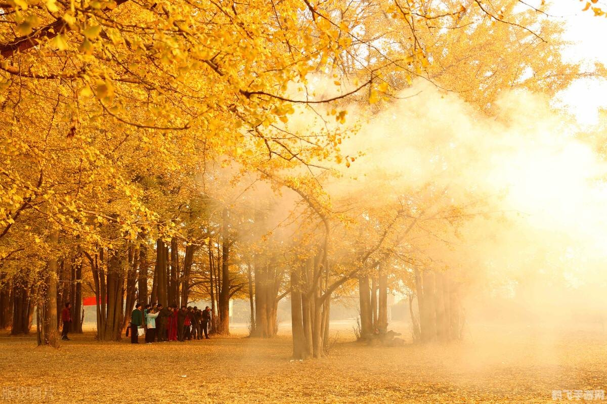 剑网三论坛,剑网三新资料片风起稻香全面解析与攻略