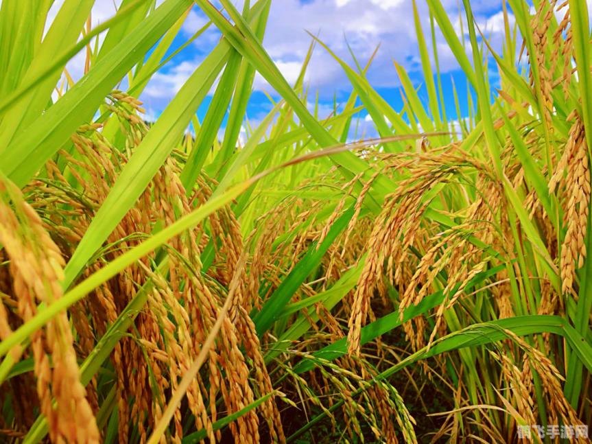 剑网三论坛,剑网三新资料片风起稻香全面解析与攻略