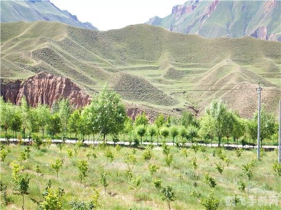 揭秘晶黄果之源，探寻哪个县孕育了这一美味