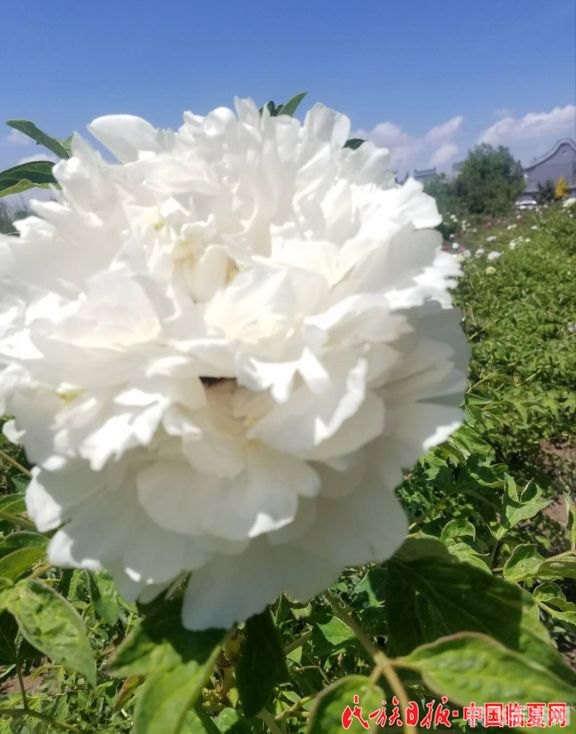 紫斑牡丹发祥地,紫斑牡丹秘境,手游牡丹奇缘攻略大全