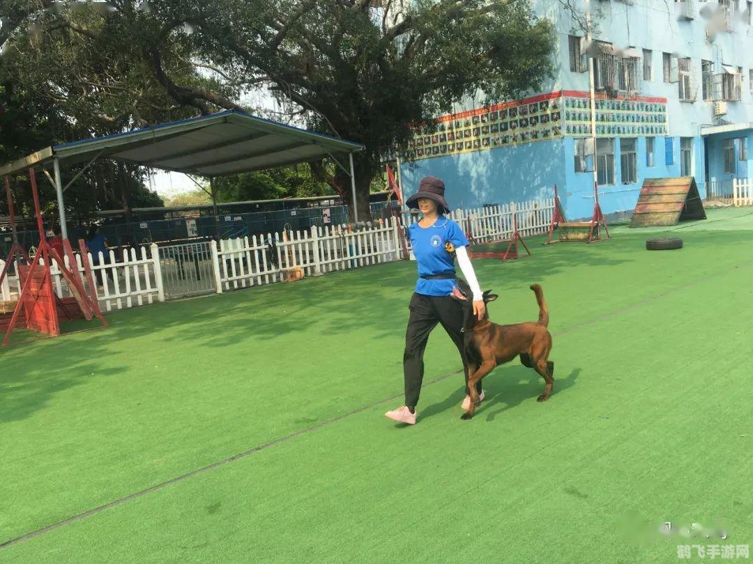 奇山宠物乐园,奇山宠物乐园手游攻略,成为顶级宠物训练师的秘诀