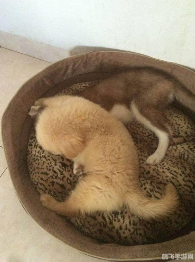 宠物连连看2.7版全新体验,挑战你的连连看技巧!