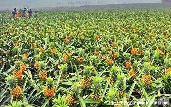 菠萝是什么梗,揭秘网络热梗菠萝背后的故事与玩法