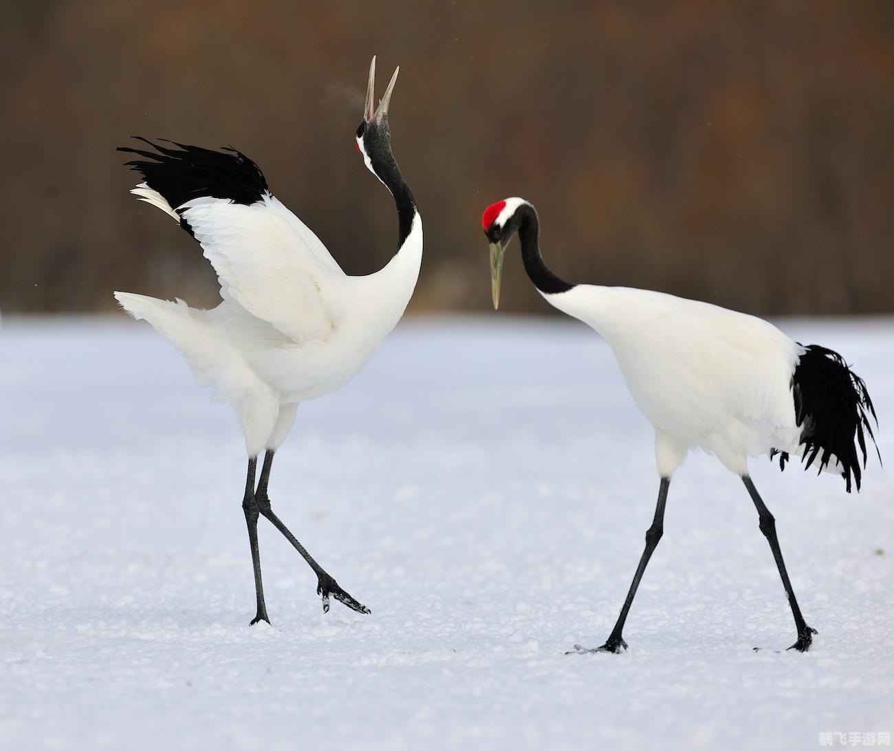 揭秘丹顶鹤之丹顶奥秘,带你探索手游中的奇幻世界