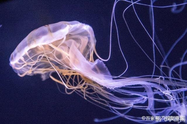 揭秘神秘海洋生物，无大脑与心脏的奇特存在——水母