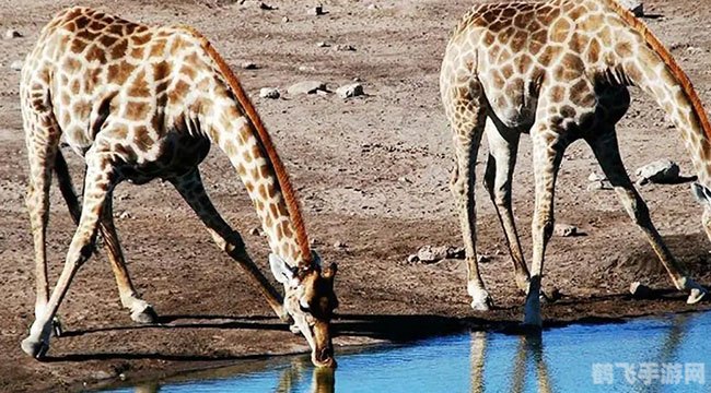 长颈鹿喝水什么姿势,长颈鹿喝水探秘,揭秘其独特姿势与手游攻略