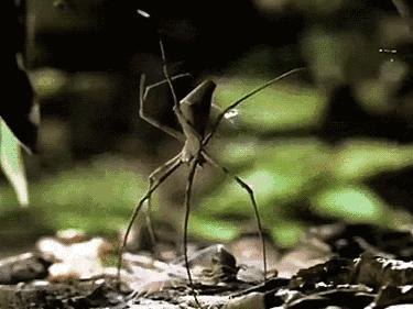 暗夜精灵族探秘,游戏攻略与深度解析