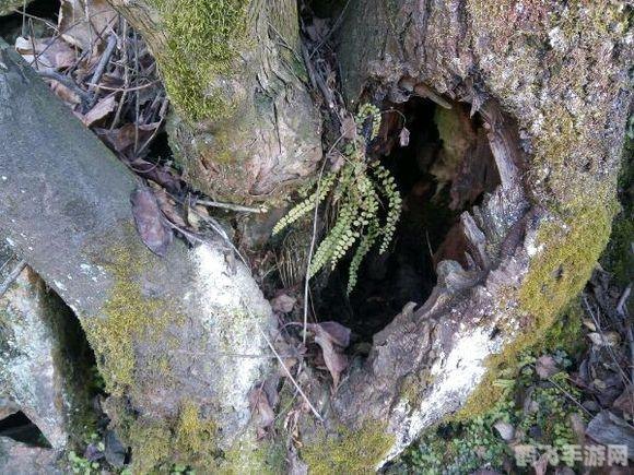 足迹遍天下,手游探险攻略大全