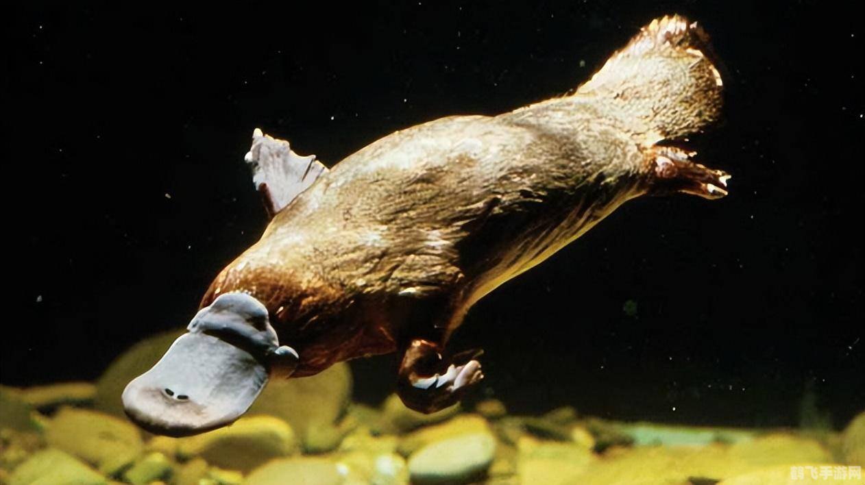 鸭嘴兽的逆袭无敌版强势来袭,开启全新冒险!