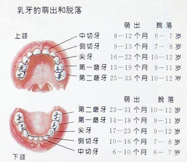 哪种动物一生都在换牙,探索无尽之牙，手游中的换牙奇遇记