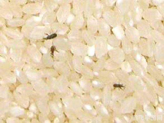 揭秘米虫入侵之谜,为何密封好的大米也难逃一劫?