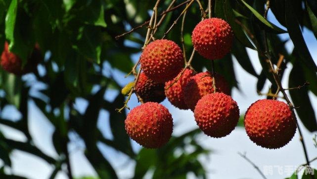 果趣乐园游戏攻略，探索荔枝、樱桃、草莓与小动物的奇妙世界