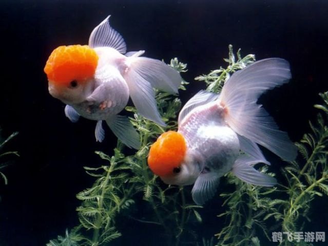 金鱼的报复,金鱼的报复游戏攻略,巧妙应对金鱼的逆袭