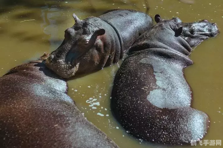 探秘河马水下移动之谜