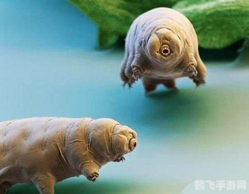 水熊虫和水仙花哪个生命力更强,水熊虫