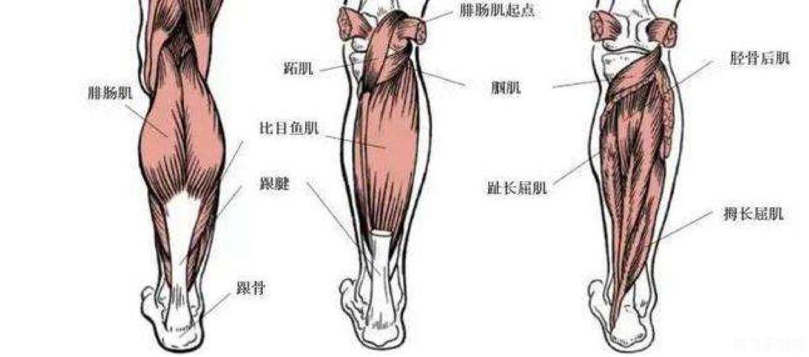 筋膜枪瘦腿真相揭秘，科学使用，塑造美腿新希望