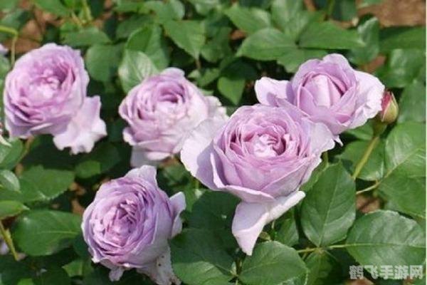 dnf蓝色风暴,DNF蓝色风暴,手游攻略与玩法大揭秘