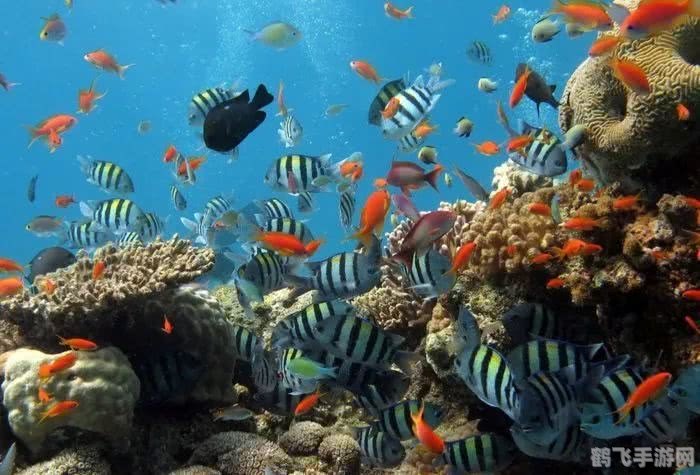 梦幻水族馆探秘,打造你的海洋奇趣世界