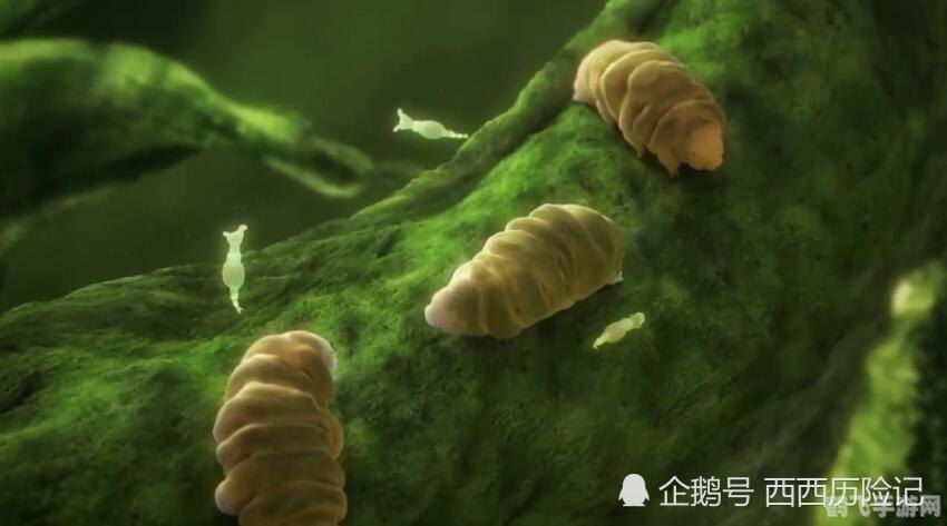 水熊虫与水仙花,奇幻之旅手游攻略