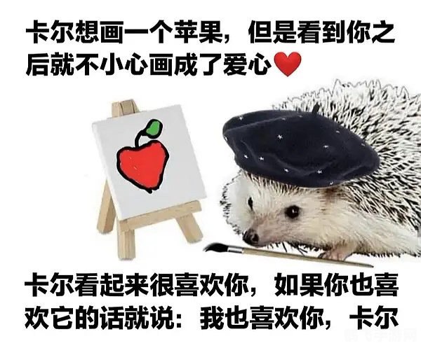 揭秘卡尔刺猬梗,一只传递爱与治愈的小动物