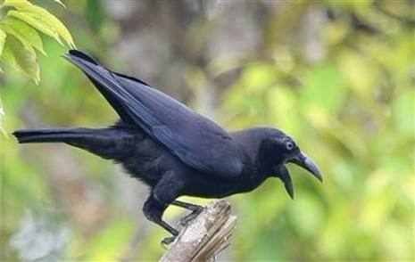 乌鸦智慧探秘,玩转世界上最聪明的鸟类游戏