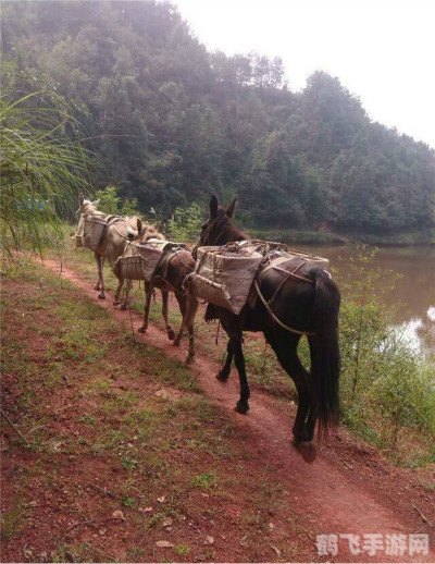 骡子和货物,骡子和货物探秘，运载之旅的攻略与技巧