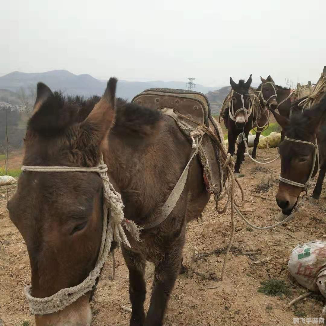 骡子和货物,骡子和货物探秘，运载之旅的攻略与技巧