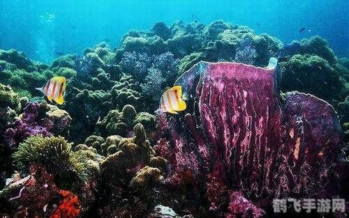 海洋之舟是哪种动物,揭秘海洋之舟，探索这种神秘海洋动物的奇妙世界