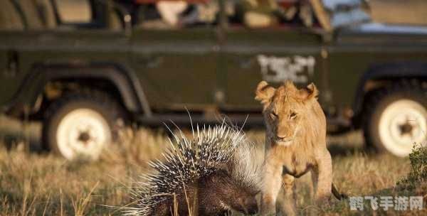 豪猪的奇幻冒险,与近亲们并肩作战