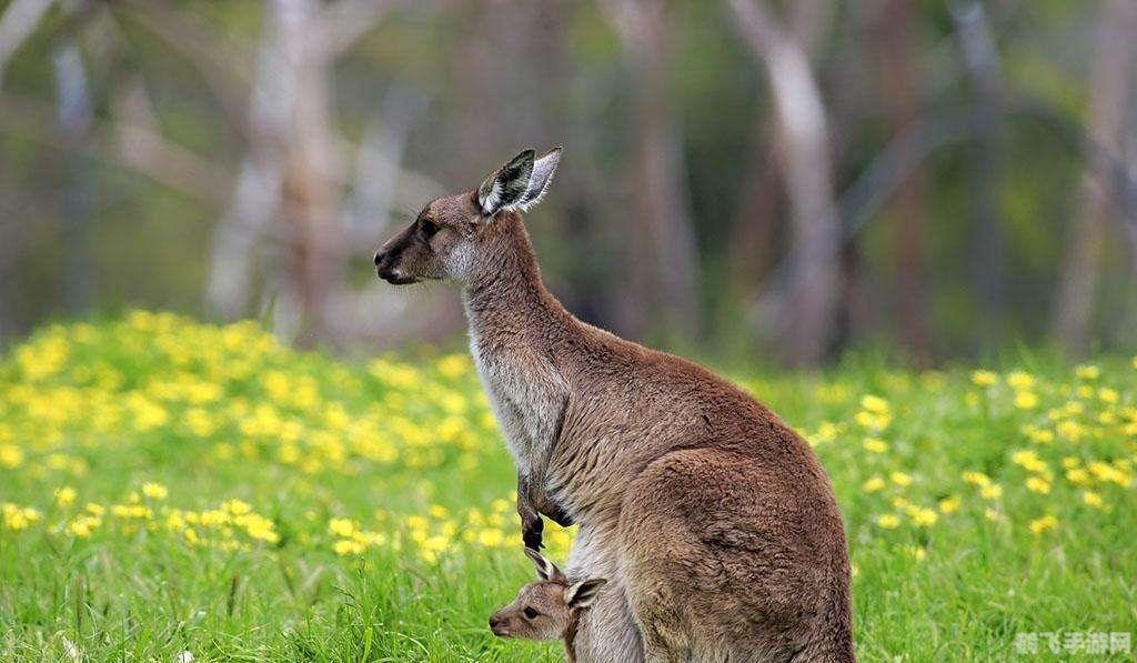 袋鼠中其实大多数都是,袋鼠