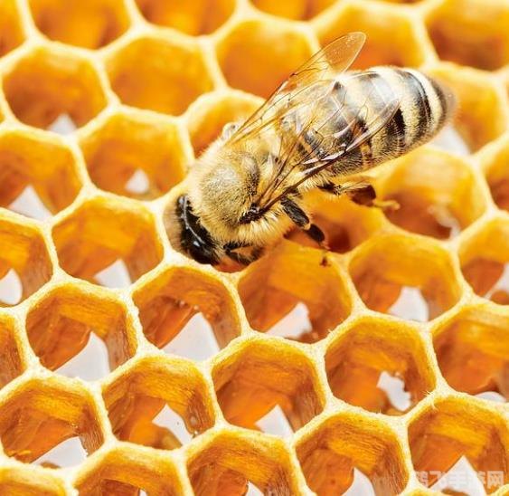 能制造蜂蜡的是什么蜂,揭秘手游中的神秘蜂种,谁能制造珍贵的蜂蜡?