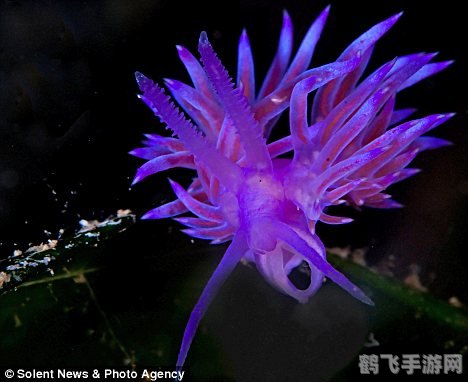 海蛞蝓鲜艳的颜色是怎么产生的,揭秘海蛞蝓的炫彩之谜,手游中的奇幻探险之旅