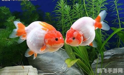 金鱼是由什么鱼演变而来的,金鱼起源揭秘,野生鲫鱼的华丽转身