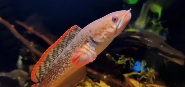 雷龙驯养指南,揭秘雷龙的食物选择