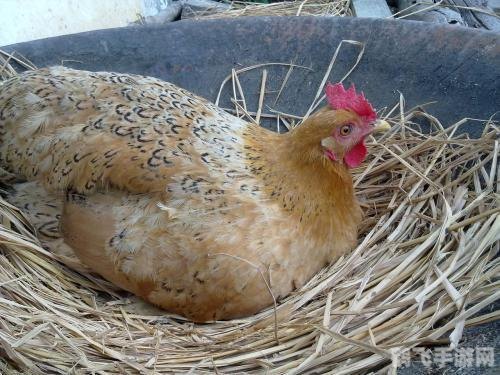 母鸡接鸡蛋,母鸡接鸡蛋挑战,高手教你如何成为接蛋达人