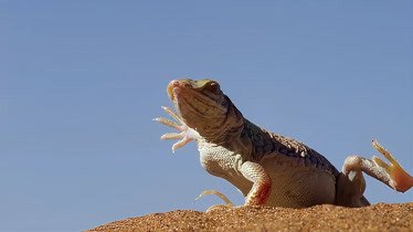 揭秘神奇生物,吃仙人掌不扎嘴的沙蜥!
