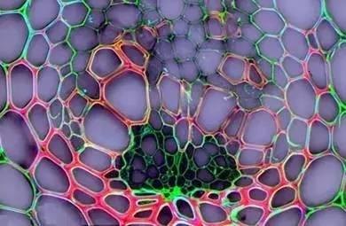 生化大逃杀,生化大逃杀,求生秘诀与战术攻略