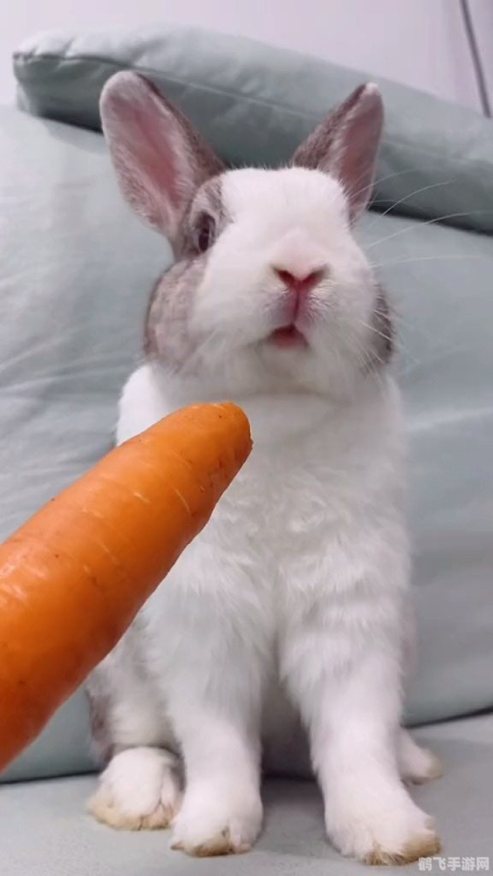 兔子更喜欢牧草还是胡萝卜,萌兔大冒险,牧草与胡萝卜,兔子的最爱如何抉择?