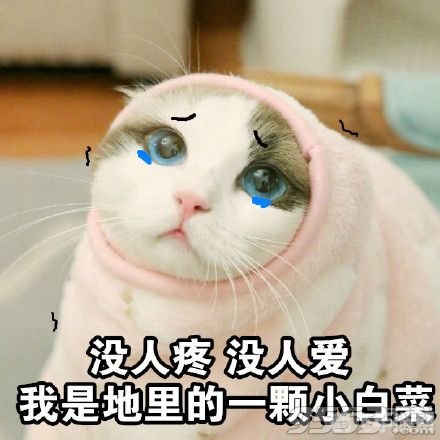无双猫表情包,无双猫表情包,手游中的趣味互动与战略应用