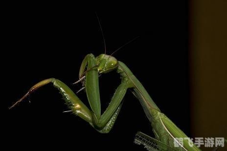 怎样驯服一只螳螂,驯螳高手,掌握螳螂驯服技巧,成为顶级螳螂训练师!