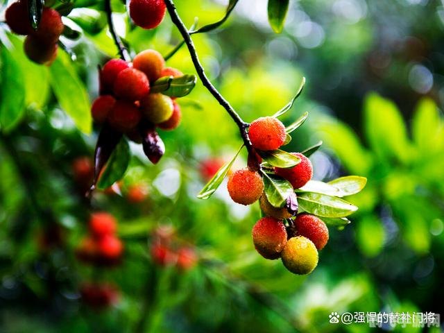 硼肥在杨梅膨果时期能增加种子,硼肥助力杨梅膨果,种子增产新策略