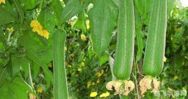 性宝福丝瓜草莓芭乐小猪鸭脖,性宝福丝瓜